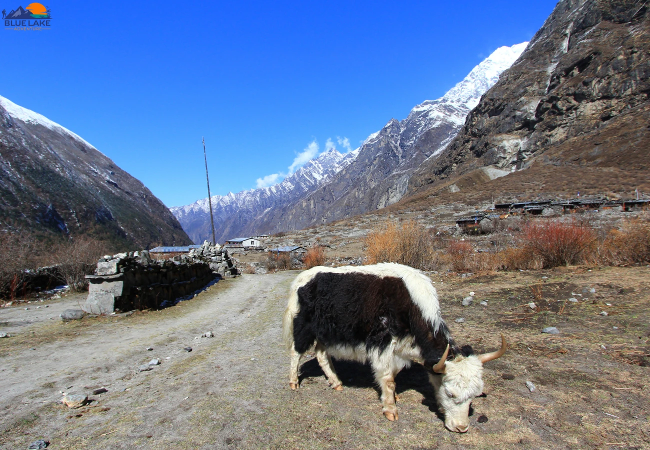 Himalayan Yak on the Langtang Valley route 8 Reasons to Have a Langtang Valley Trek